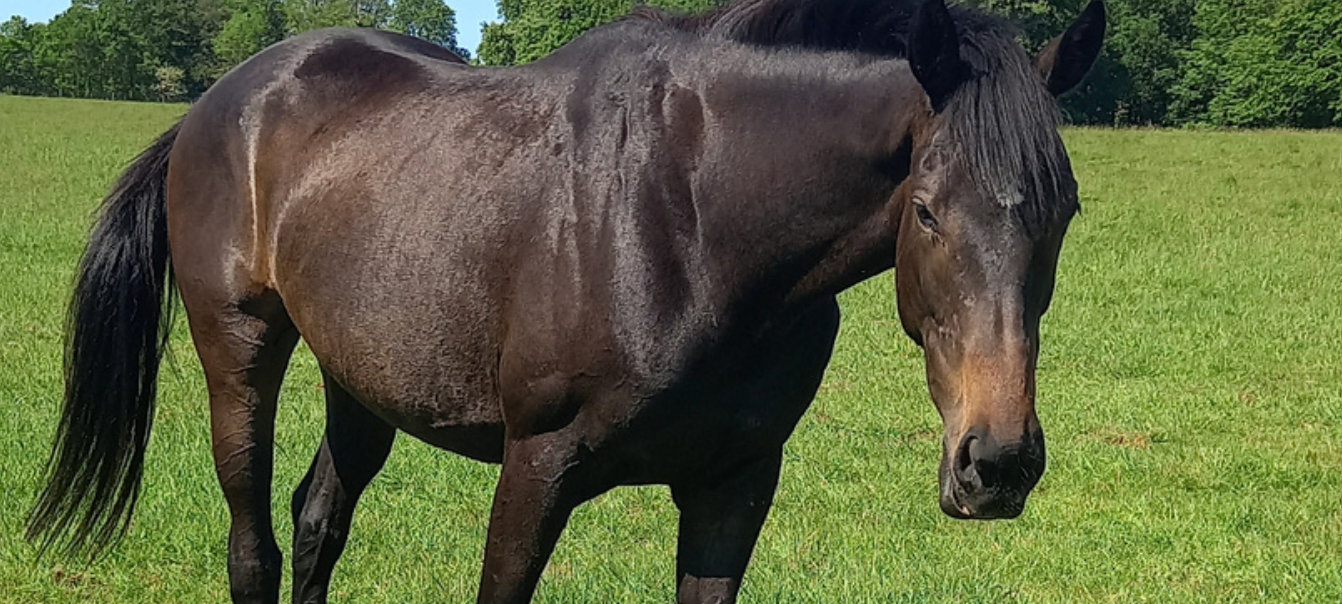 Eventing potential - Kind Irish Sports Horse mare with smart jump